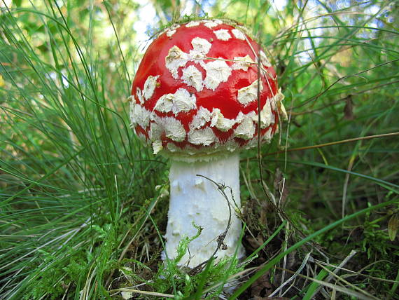 muchotrávka červená Amanita muscaria (L.) Lam.