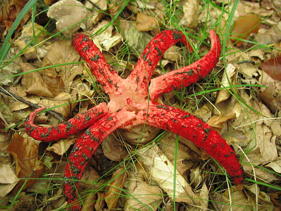 mrežovka kvetovitá Clathrus archeri (Berk.) Dring