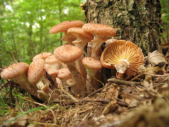 podpňovka obyčajná Armillaria mellea (Vahl) P. Kumm.