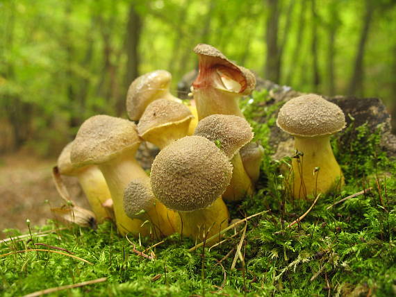 podpňovka Armillaria sp.