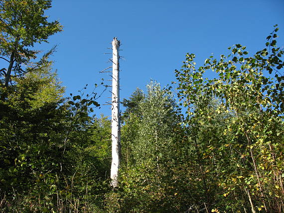 obelisk