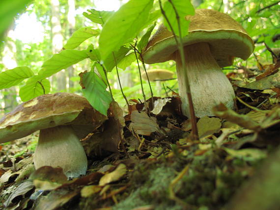 hríb dubový Boletus reticulatus Schaeff.