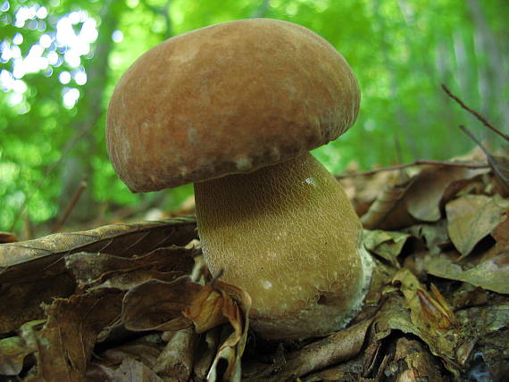 hríb dubový Boletus reticulatus Schaeff.