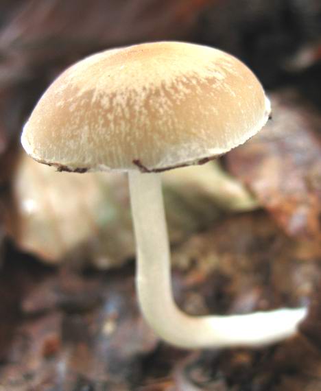 drobuľka Psathyrella sp.
