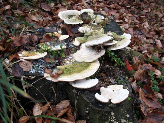 trúdnikovec aký? Trametes sp.