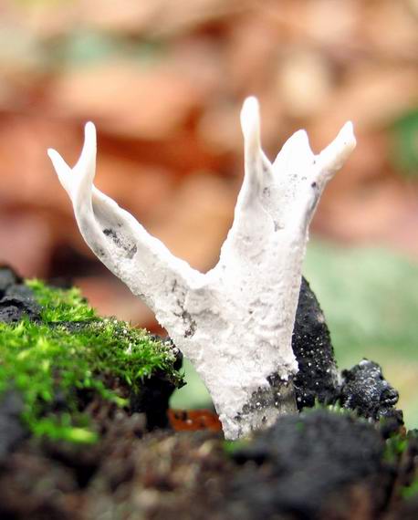 drevnatec parohatý Xylaria hypoxylon (L.) Grev.