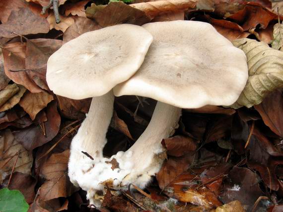 strmuľka inovaťová Clitocybe nebularis (Batsch) P. Kumm.