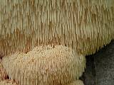 korálovec ježatý