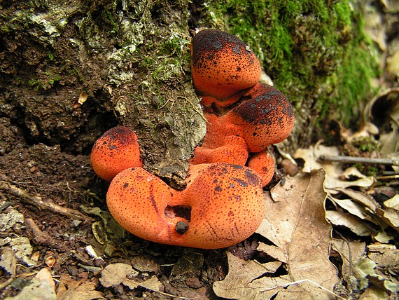 pstřeň (Pečeňovec) dubový Fistulina hepatica (Schaeff.) With.