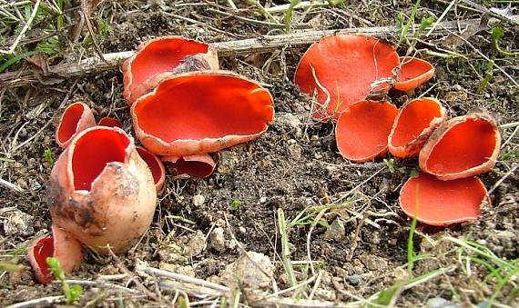 ohnivec rakouský Sarcoscypha austriaca (Beck ex Sacc.) Boud.