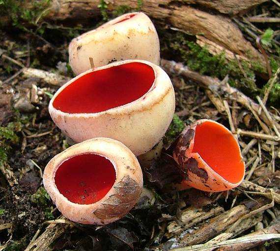 ohnivec rakouský Sarcoscypha austriaca (Beck ex Sacc.) Boud.