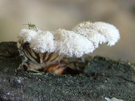 klanolupeňovka obyčajná - klanolístka obecná Schizophyllum commune Fr.