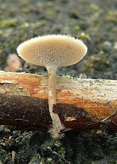 trúdnik plástovitý - Choroš plástvový Lentinus arcularius (Batsch) Zmitr.