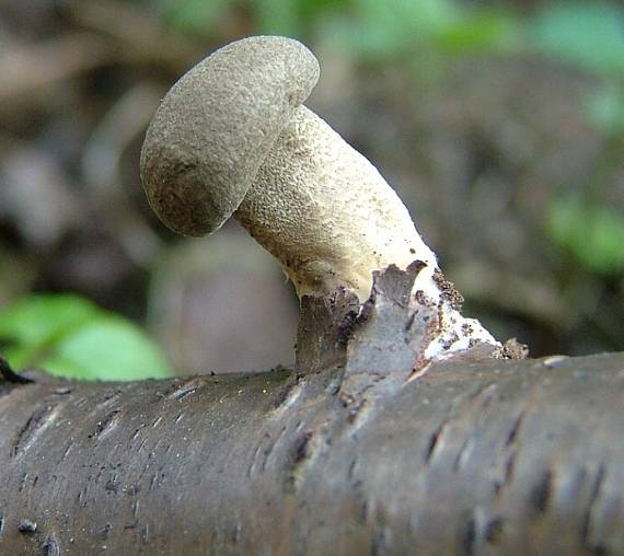 trúdnik strapkatý - Choroš brvitý Lentinus substrictus (Bolton) Zmitr. & Kovalenko