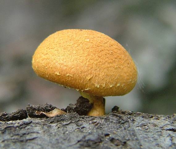 šupinovka krivá Pleuroflammula tuberculosa (Schaeff.) E. Horak