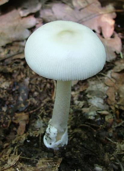 muchotrávka Amanita sp.