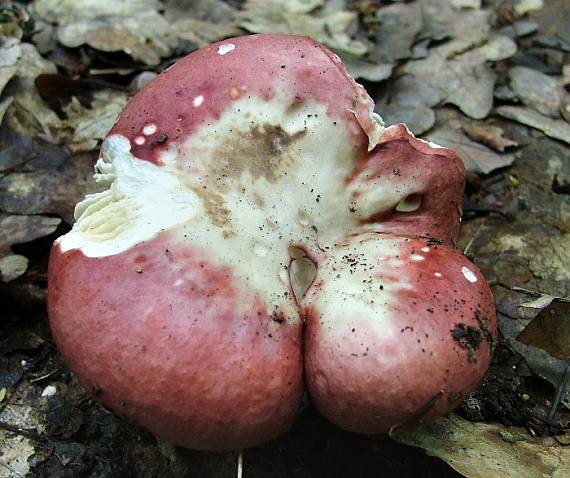plávka červenobiela - holubinka červenobílá Russula cf. rubroalba