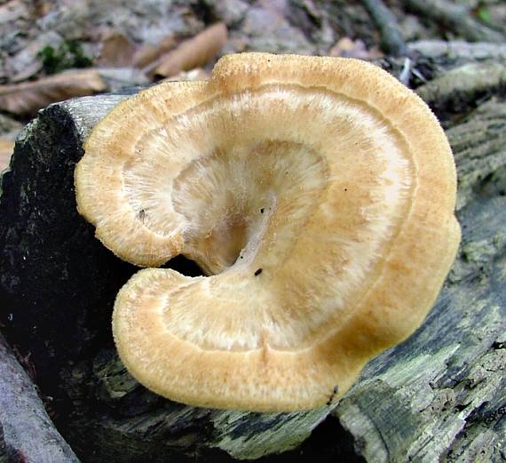 trúdnik Polyporus sp.