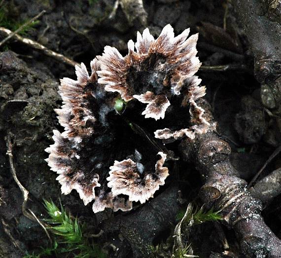 plesňovka klinčekovitá Thelephora caryophyllea (Schaeff.) Pers.