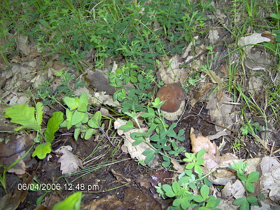 hrib Boletus sp.