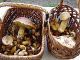 dubáky, suchohríby, bedle