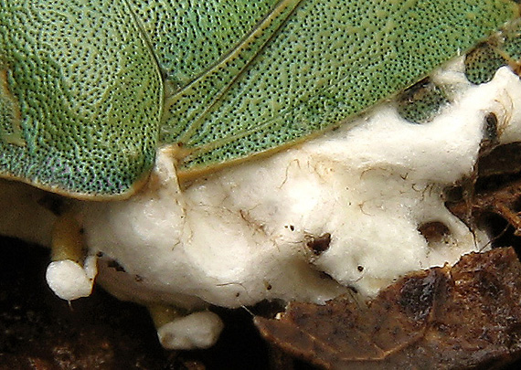 deuteromycetes Beauveria bassiana (Bals.-Criv.) Vuill.