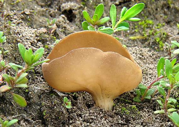 kališnačka obyčajná Helvella acetabulum (L.) Quél.