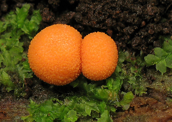 vlčinka oranžová Lycogala terrestre Fr.