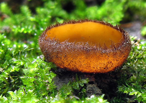humária oranžová  Humaria aurantia (Clem.) Häffner, Benkert & Krisai