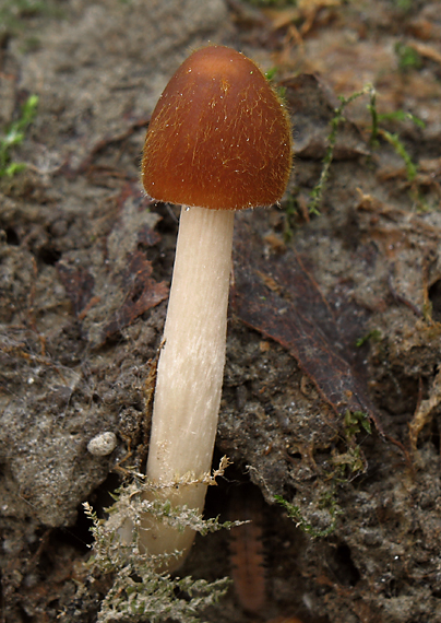 drobuľka veľká Parasola conopilus (Fr.) Örstadius & E. Larss.