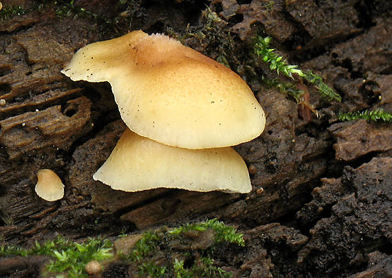 pahliva mäkká Crepidotus mollis (Schaeff.) Staude