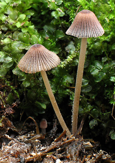 hnojník hranatovýtrusný Coprinellus marculentus (Britzelm.) Redhead, Vilgalys & Moncalvo