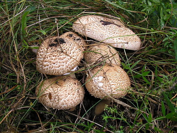 pečiarka šupinkatá? Agaricus squamulifer?