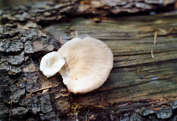 hliva buková Pleurotus pulmonarius (Fr.) Quél.