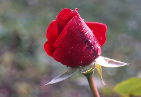 ruža-po daždi.