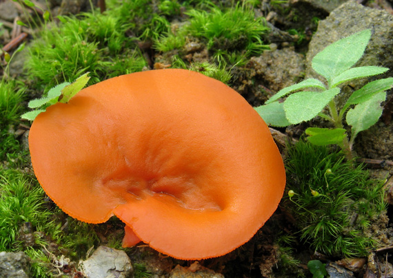 tanierovka oranžová Aleuria aurantia (Pers.) Fuckel