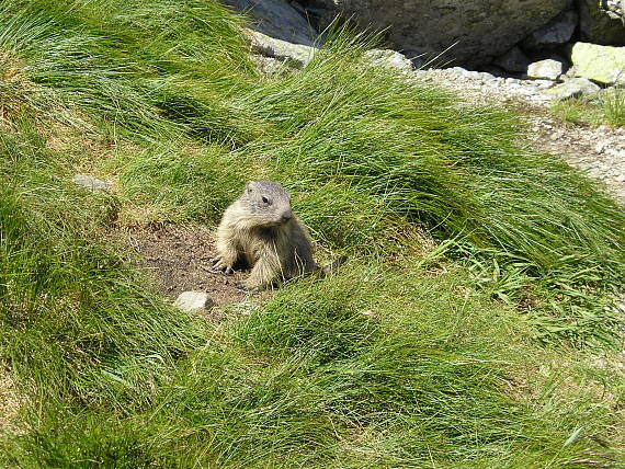svišť vrchovský Tatranský Marmota marmota subsp. latirostris