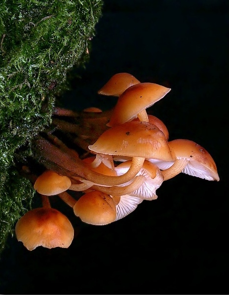 penízovka sametonohá Flammulina velutipes (Curtis) Singer