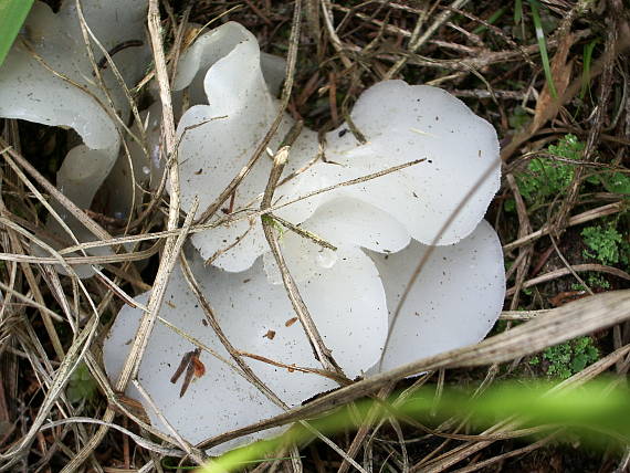 pajelenka želatínová Pseudohydnum gelatinosum (Scop.) P. Karst.