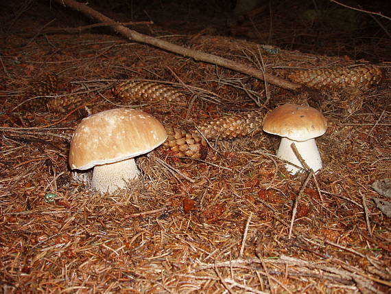 hríb smrekový Boletus edulis Bull.