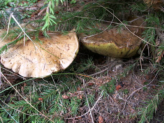 hríb Boletus sp.