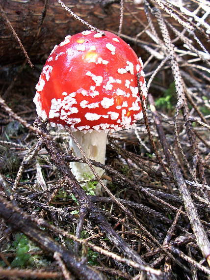 muchotrávka červená Amanita muscaria (L.) Lam.