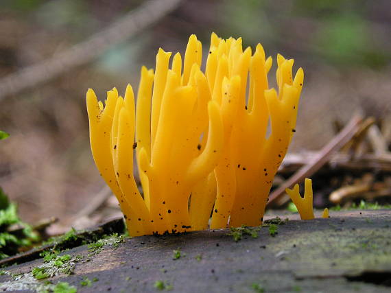 parôžkovec lepkavý Calocera viscosa (Pers.) Fr.
