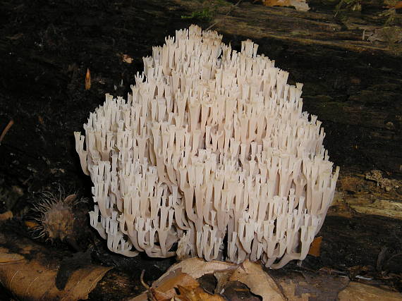 korunovec svietnikovitý Artomyces pyxidatus (Pers.) Jülich