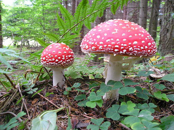 muchotrávka červená Amanita muscaria (L.) Lam.