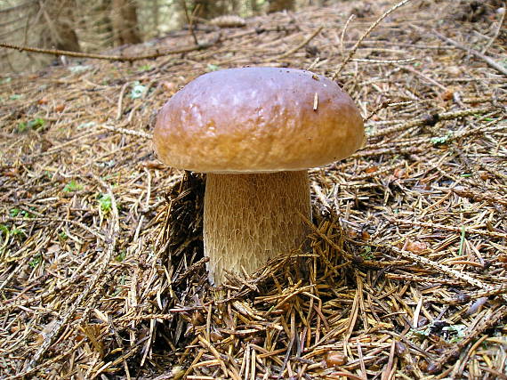 hríb smrekový Boletus edulis Bull.