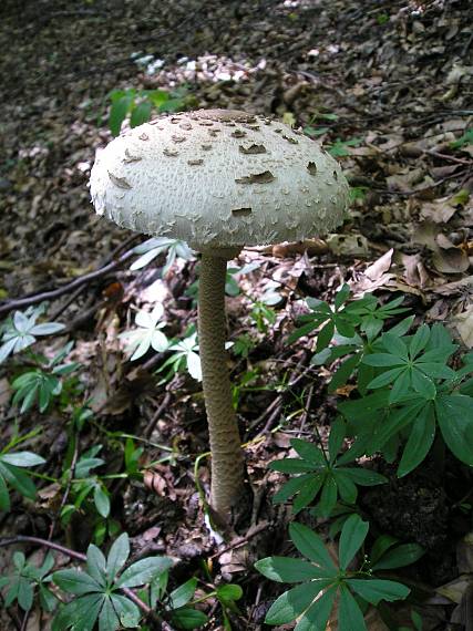 bedľa vysoká Macrolepiota procera (Scop.) Singer