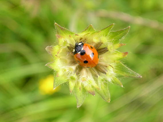 lienka sedembodková Coccinella septenpunctata