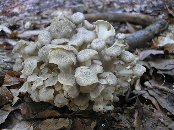 trúdnik klobúčkatý Polyporus umbellatus (Pers.) Fr.