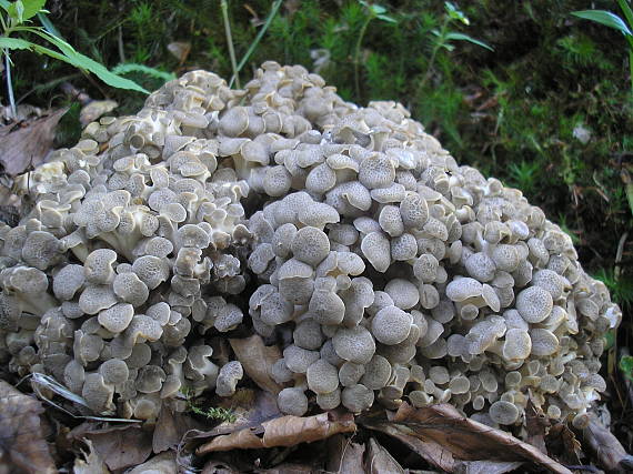 trúdnik klobúčkatý Polyporus umbellatus (Pers.) Fr.